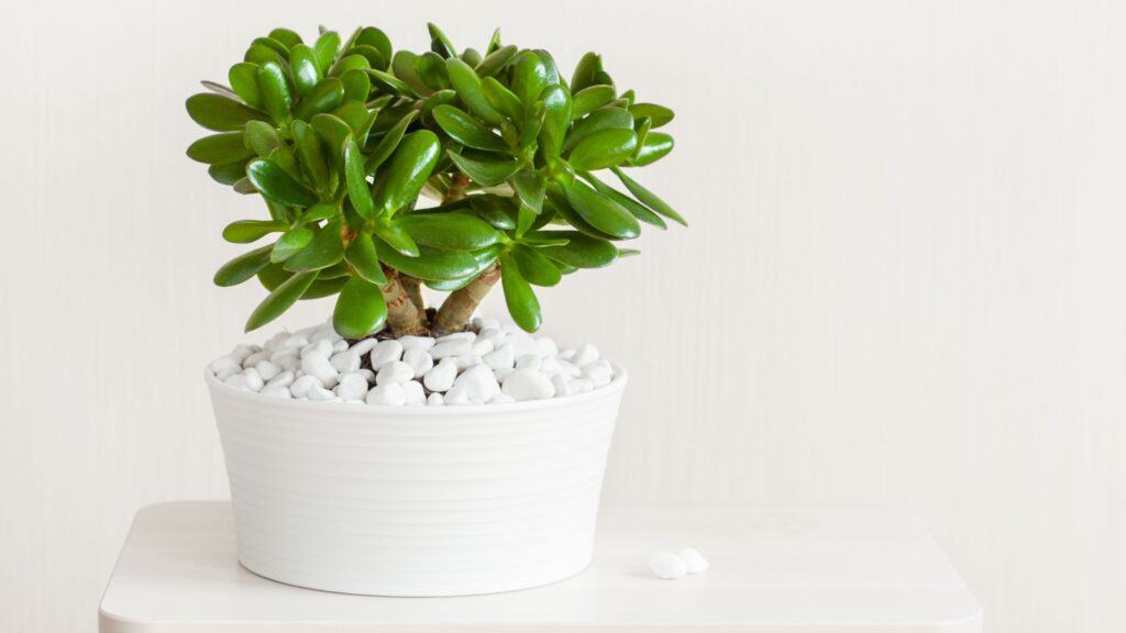 Jade plant. 