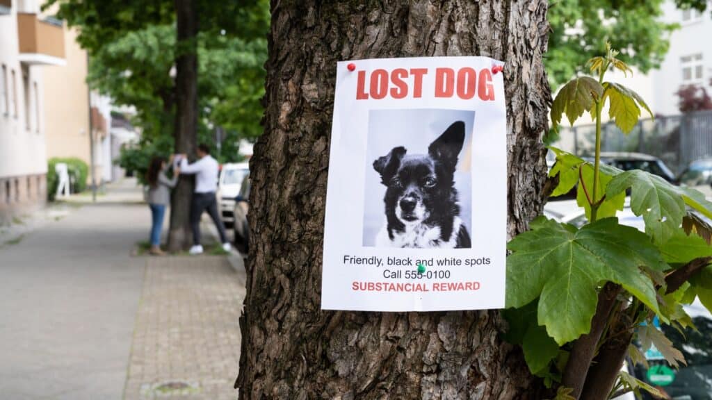 Lost dog poster. 