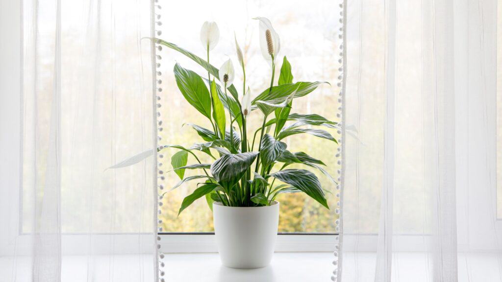 Peace Lily. 