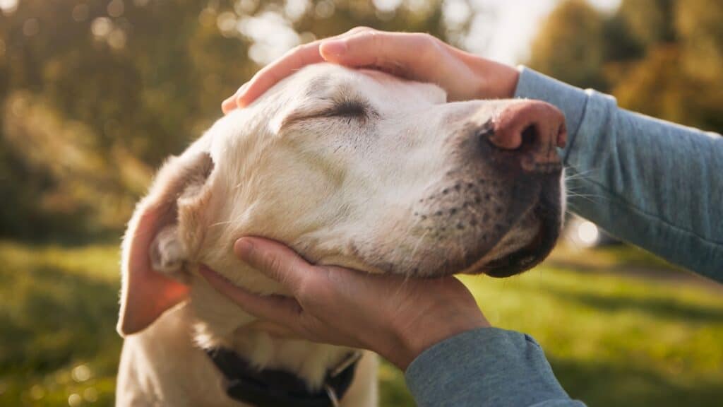 Person petting dog.