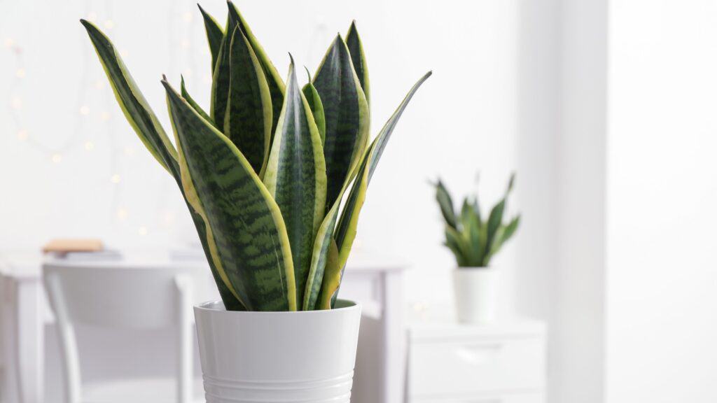 Snake plant.