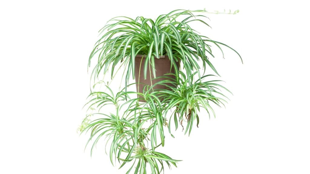 Spider plant. 