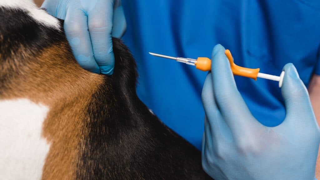 Vet microchipping a dog. 