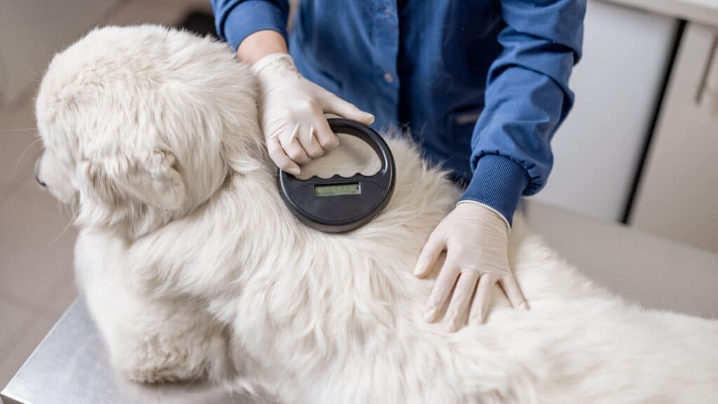 Vet scanning microchip.