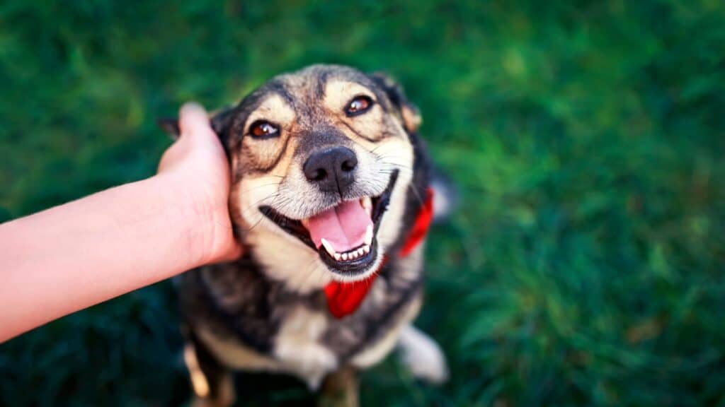 happy dog being petted.