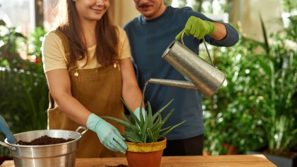 planting aloe plant. 