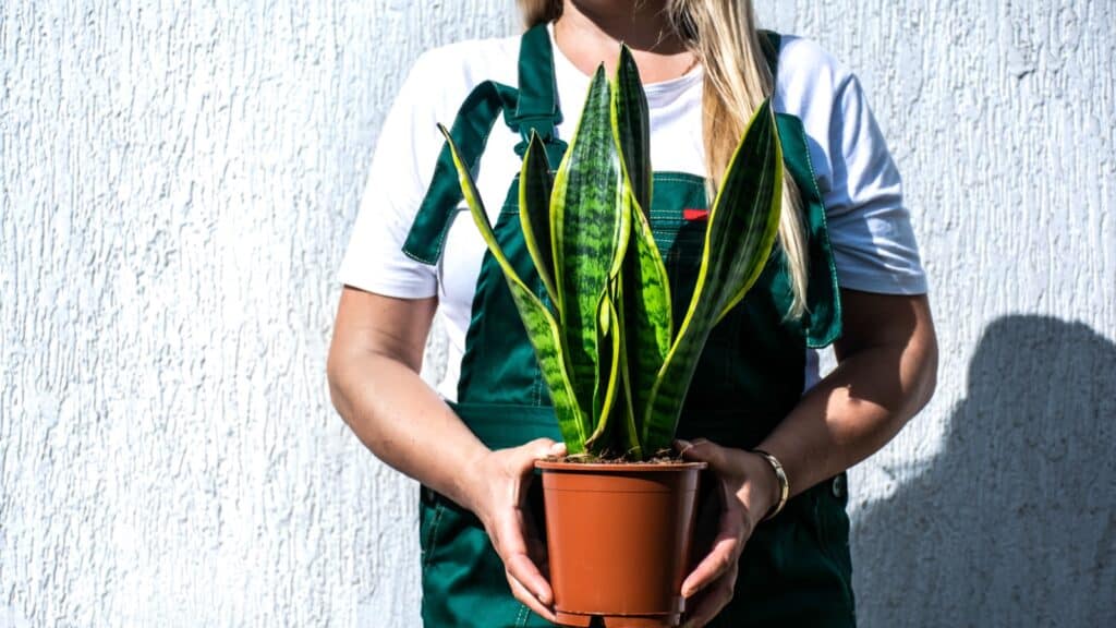 woman holding snake plant.