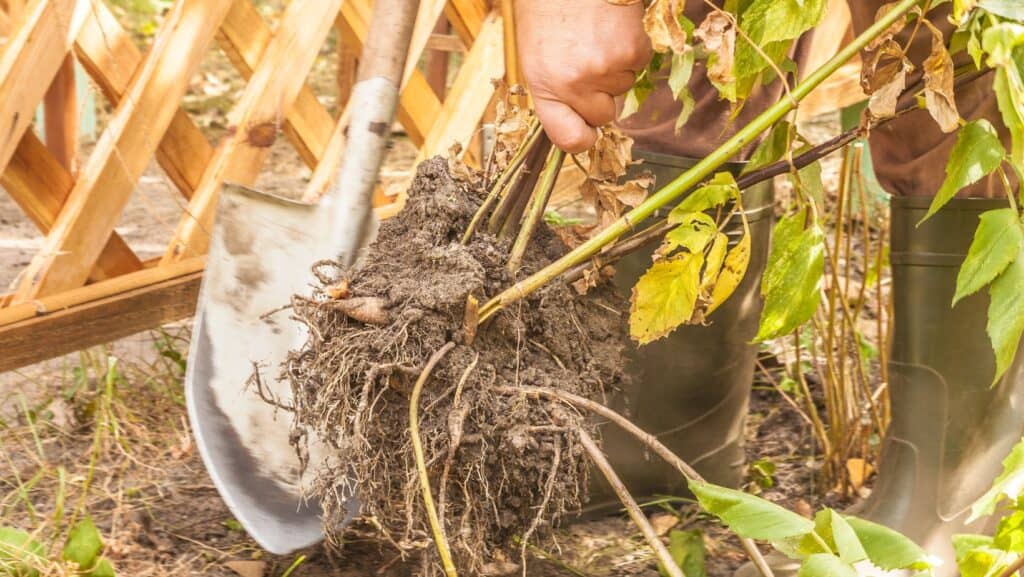 Digging up dahlias bulbs. 