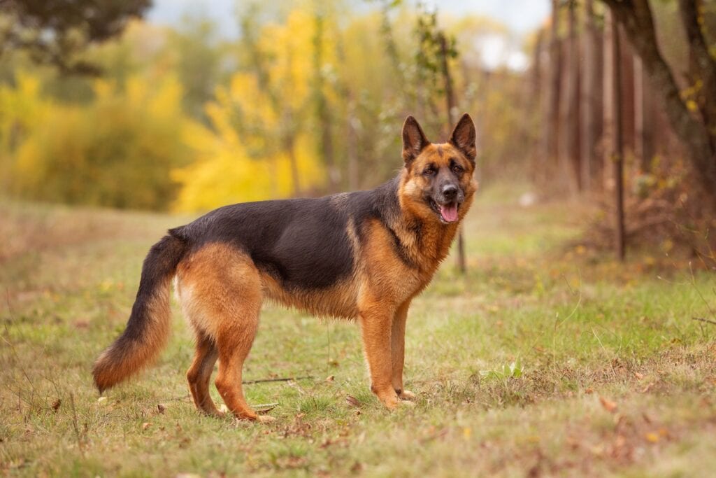 German Shepherd. 