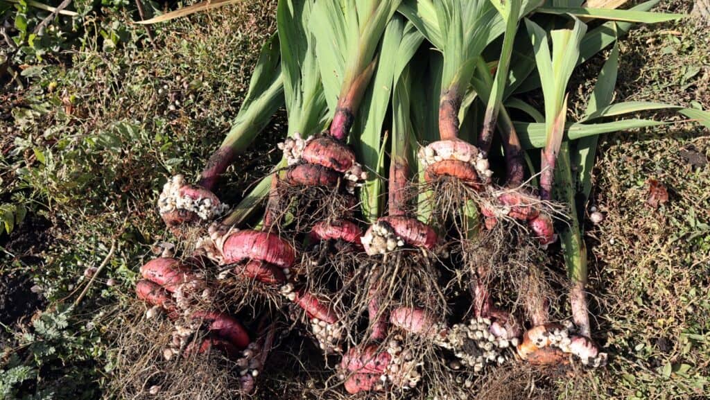 Gladiolus bulbs. 