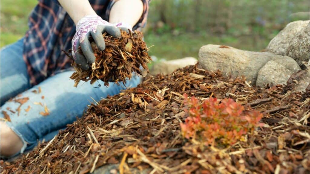 Mulch. 