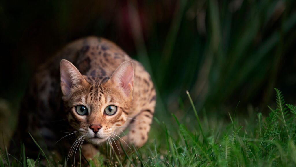 Outdoor cat.