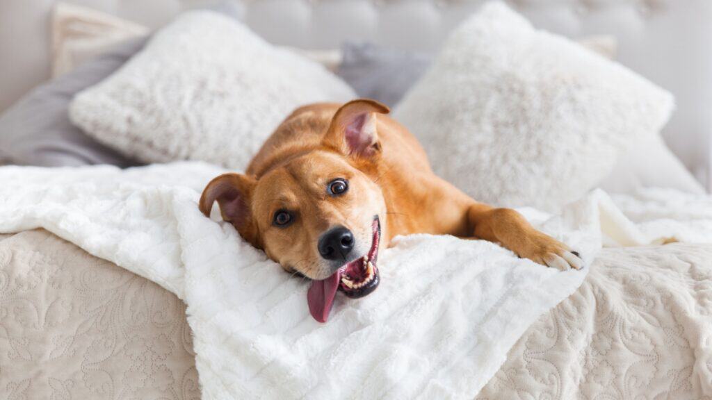 Panting dog. Bed. 