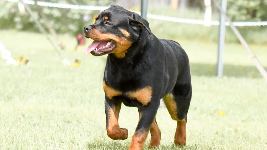 Rottweiler. 