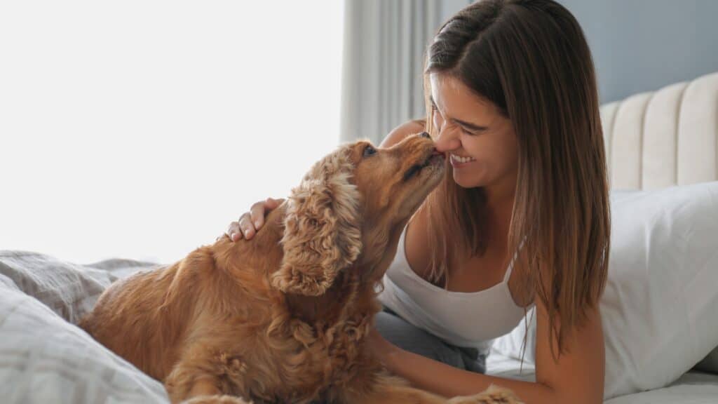 dog kissing woman in bed.