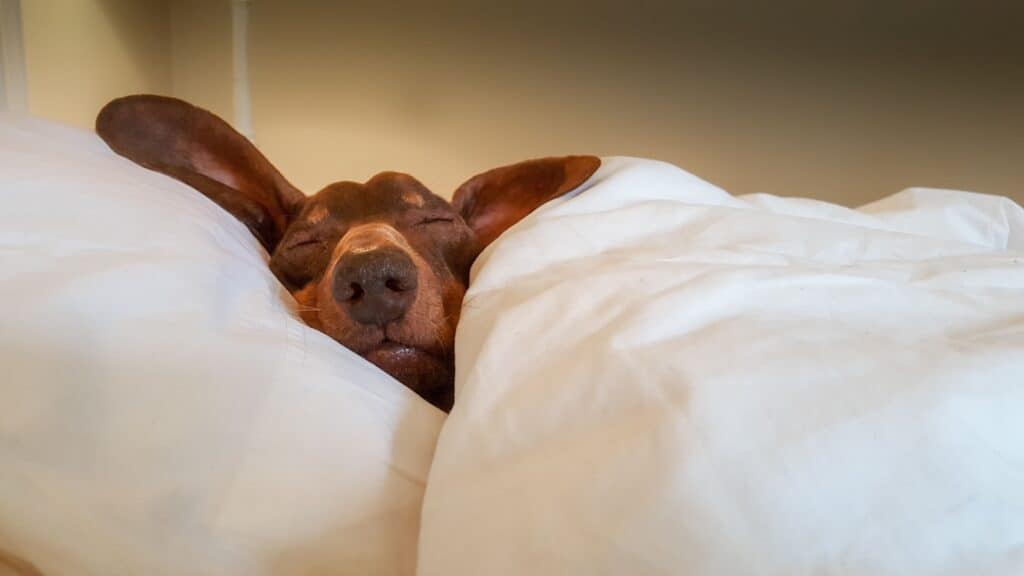 dog sleeping in bed.