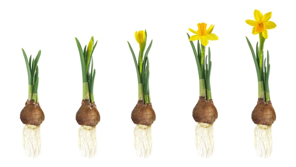 flower bulb development.