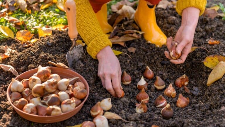 planting bulbs.