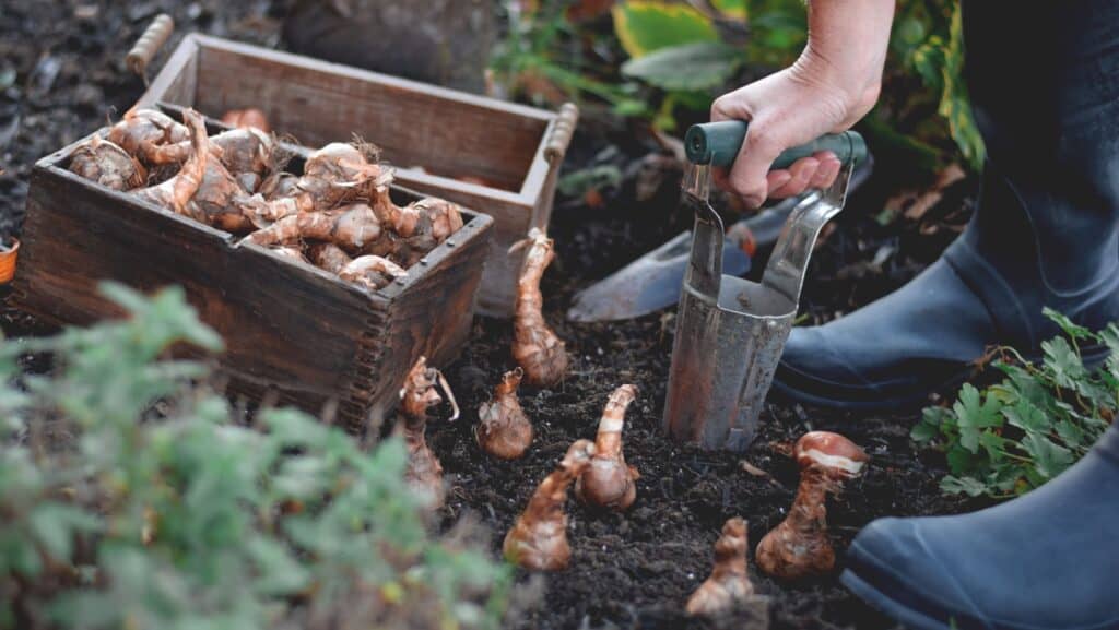 planting bulbs.