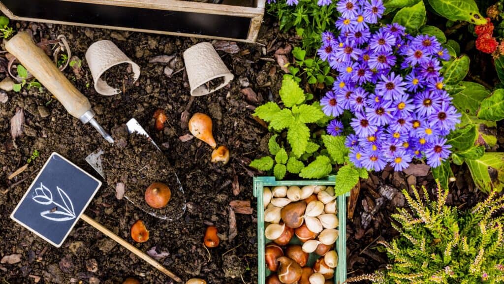 planting bulbs.