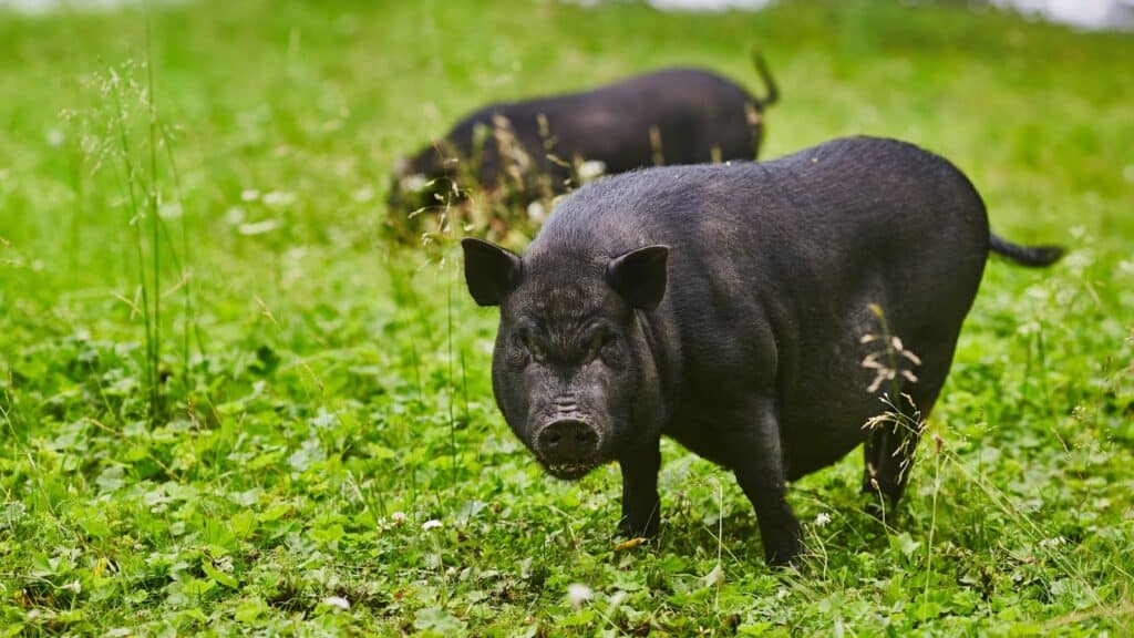 pot bellied pig.