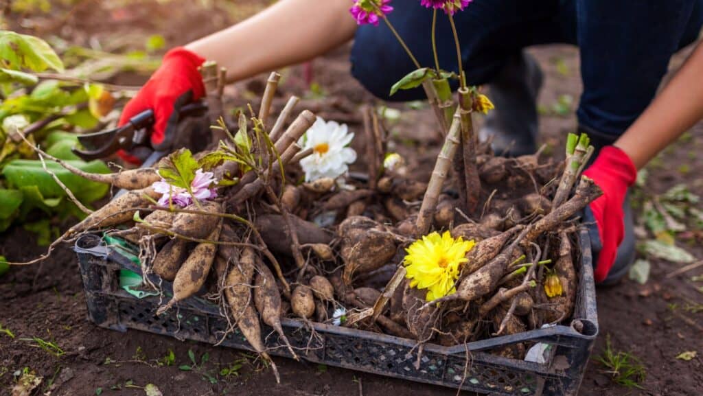 preparing to over winter bulbs.