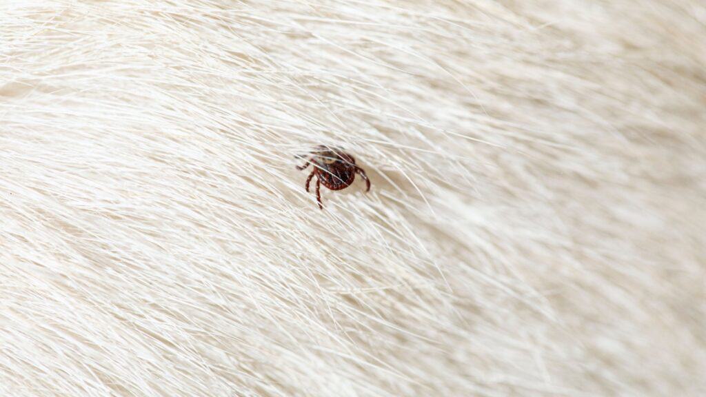 tick on dog. 