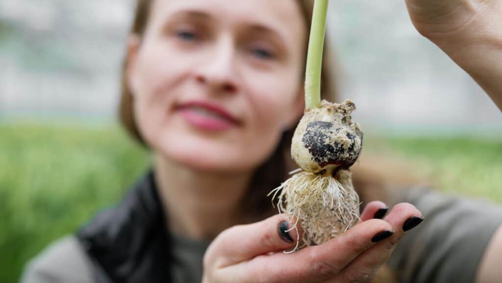 woman and flower bulb.