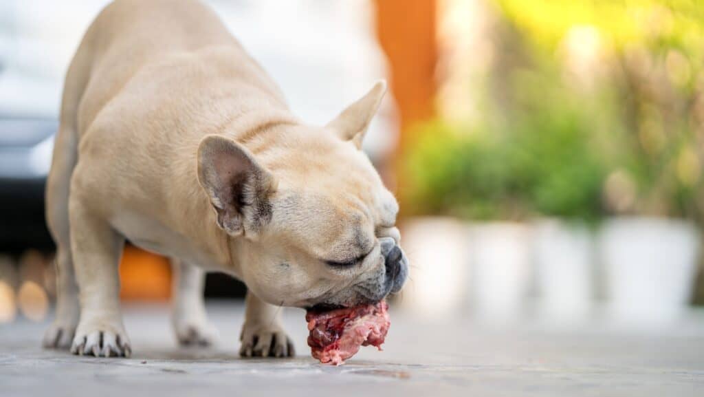 Dog eating raw bone. 