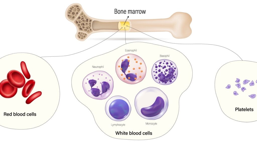 bone marrow. blood cells. 