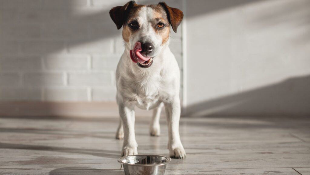 dog eating licking his chops. 