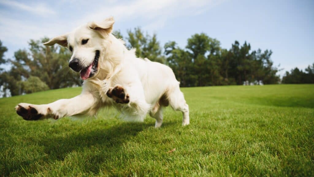 happy dog.